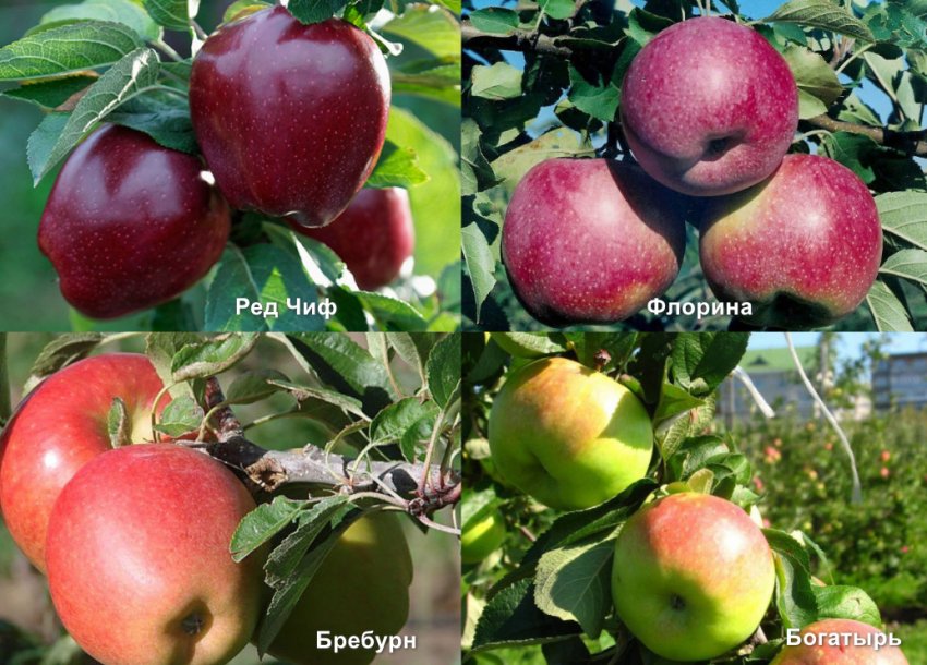 Сорта яблонь опылителей