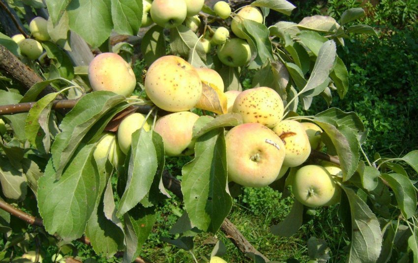 Яблоки сорта Братчуд