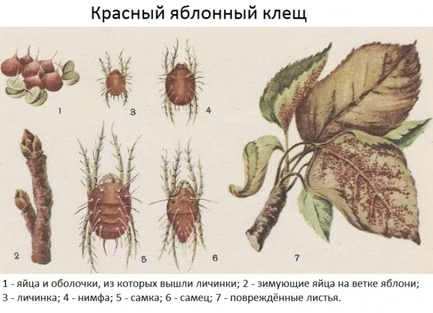 Красный яблонный клещ