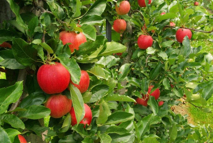 Урожай яблони Джеромини