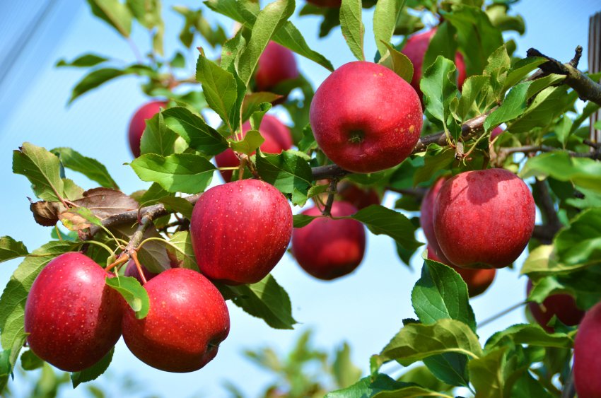 Урожай яблони сорта Моди