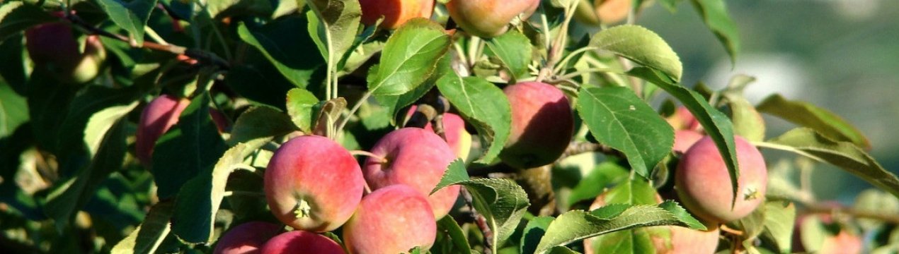 Особливості посадки і догляду за яблунею Цукеркове