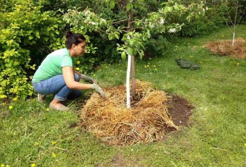 Мульчування пристовбурового кола яблуні Мульчування пристовбурового кола яблуні
