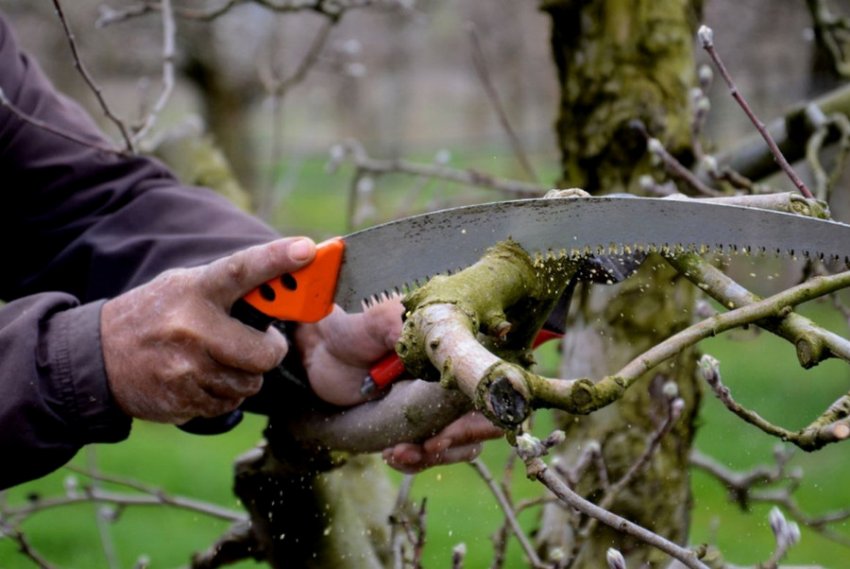 Обрізка яблуні Обрізка яблуні
