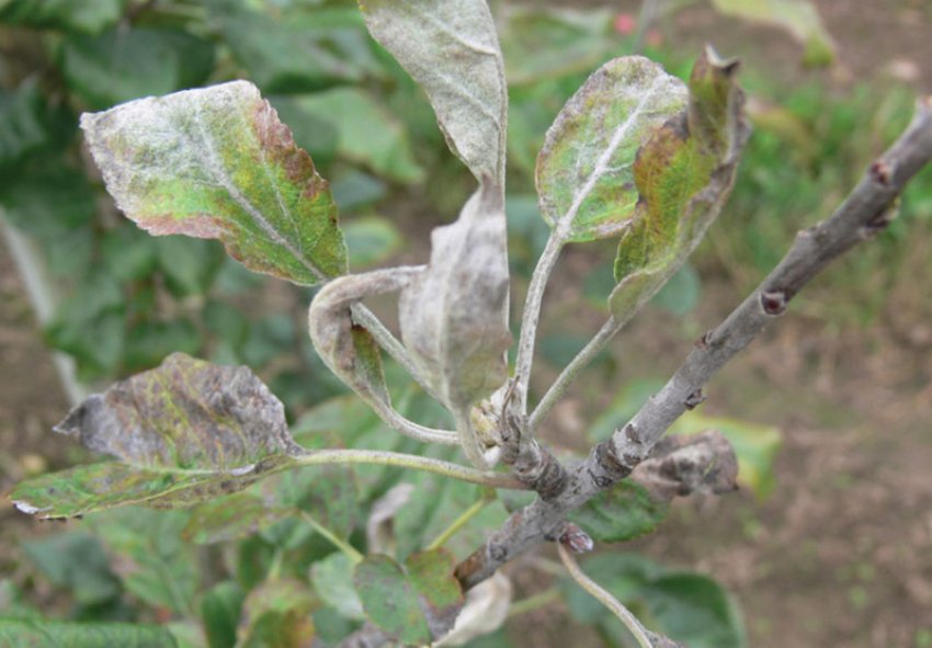 Мучнистая роса яблони