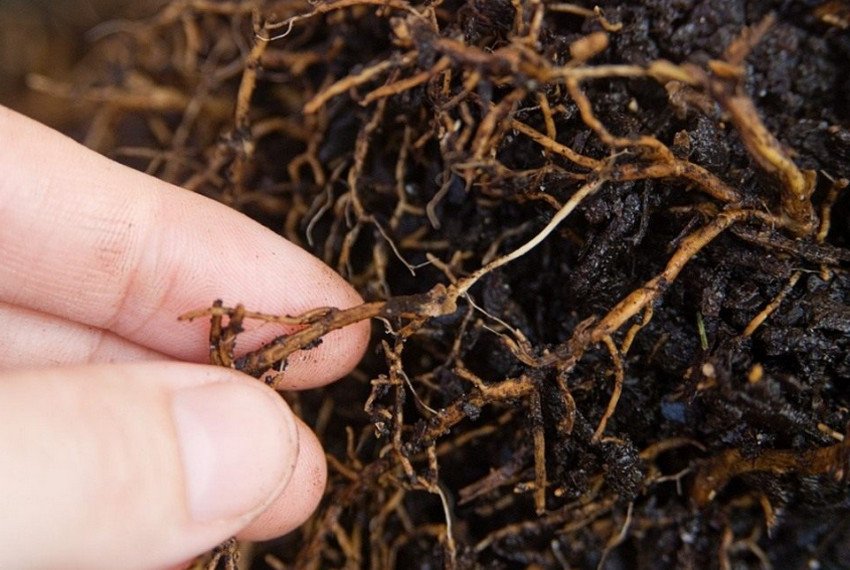 Корневая гниль яблони