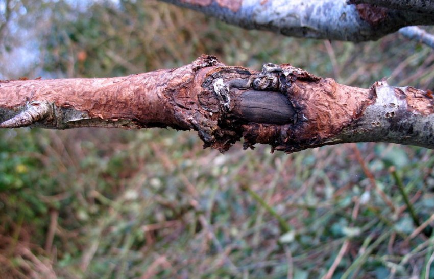 Рак на яблони