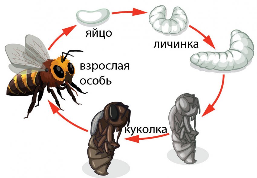 Фазы размножения пчелы