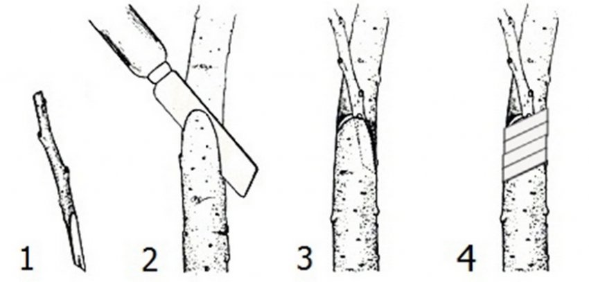 Прививка черенков черешни в боковой зарез