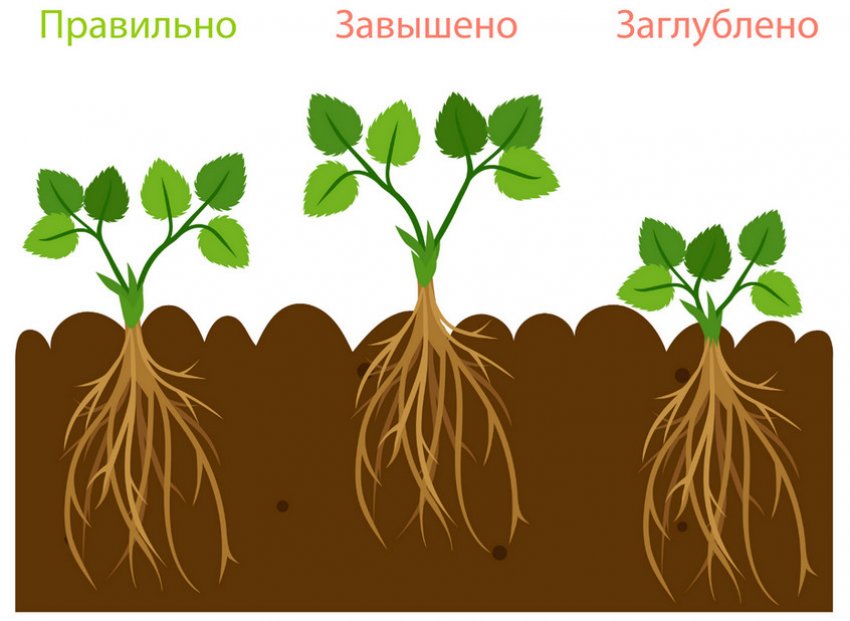 Правильная посадка клубники