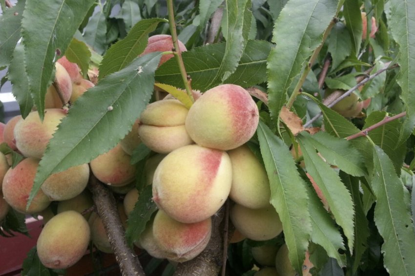 Урожайность персиков сорта Донской