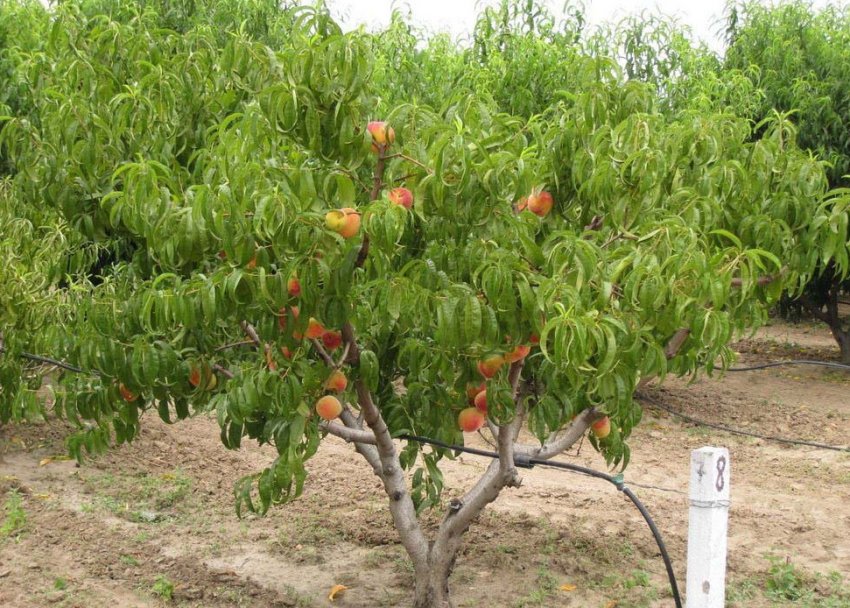 Дерево персика сорта Сибиряк