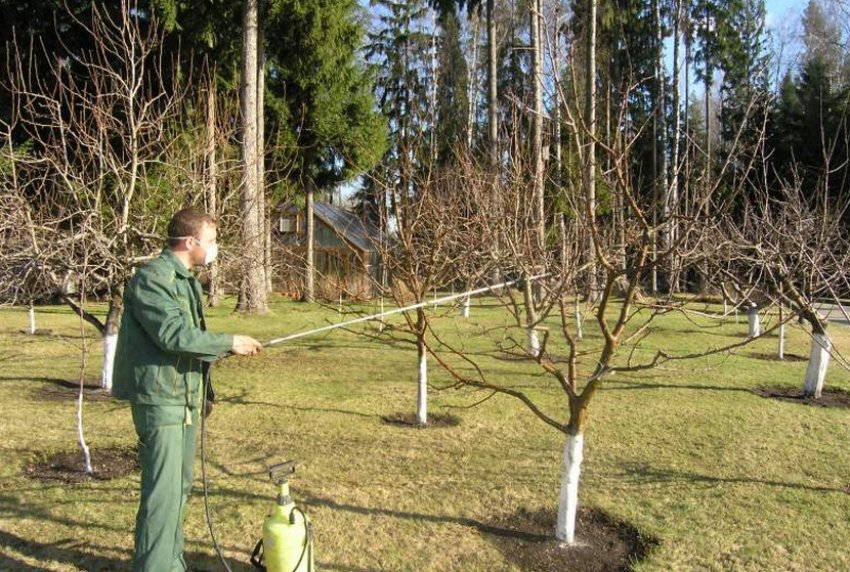 Опрыскивание абрикосов