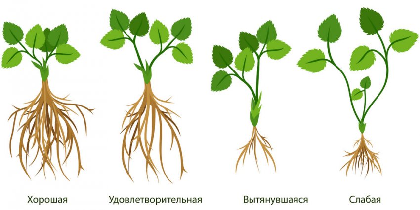 Выбор саженцев клубники