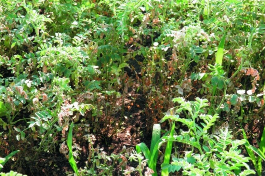 Ржавчина на листьях нута