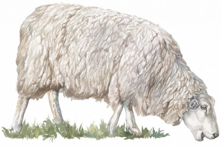 Овца куйбышевской породы