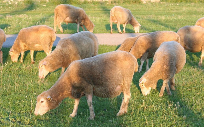 Выпас овец куйбышевской породы