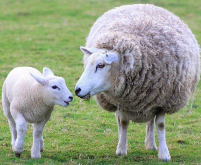 Как правильно размножать овец: половая зрелость и цикл у овец, случка, как узнать когда овца в охоте
