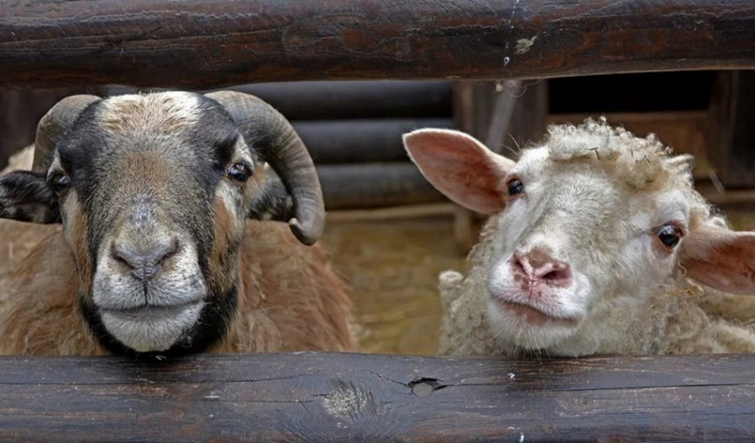 Репродуктивный возраст овцы и барана