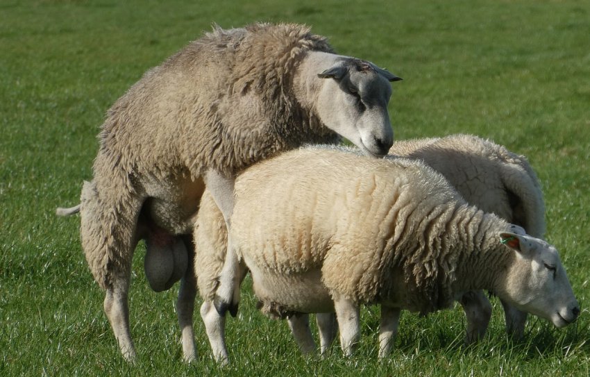 Случка овец
