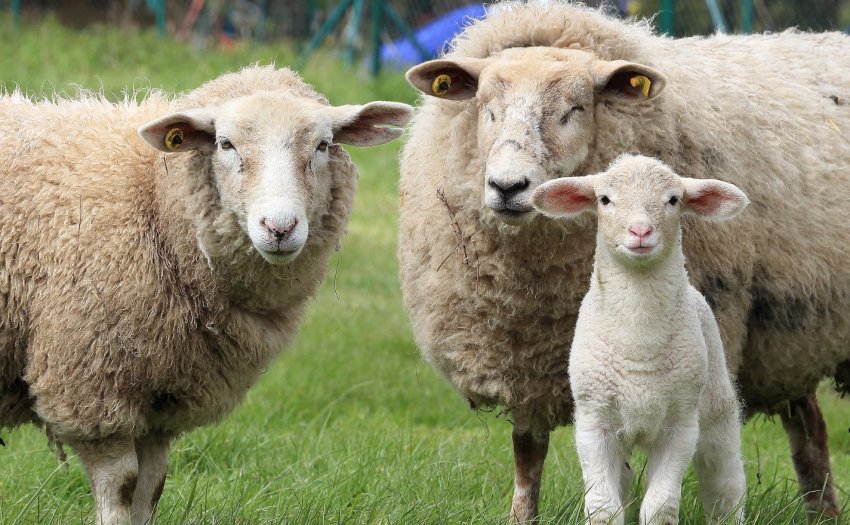 Семья овец