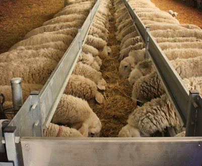 Кормушки, поилки, ясли для овец — самостоятельное изготовление