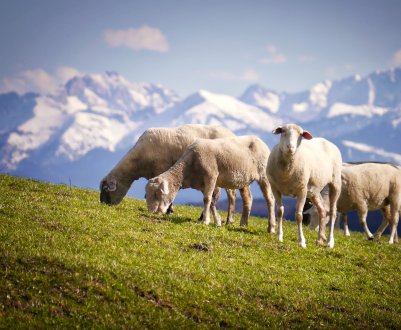 Как правильно пасти овец: сроки, нормы и техника