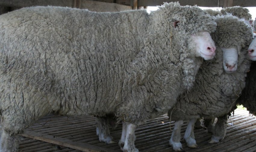 Мясные породы овец Мясные породы овец