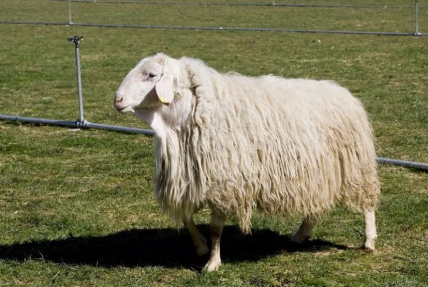 Молочные породы овец Молочные породы овец