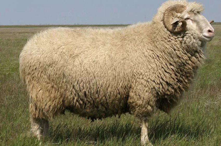 Асканийская порода овец Асканийская порода овец