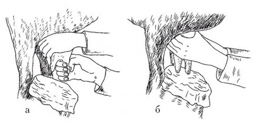 Доение овец Доение овец