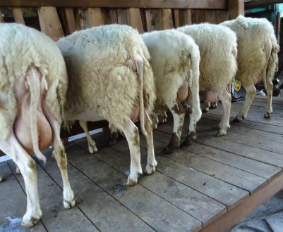 Каких овец можно доить, почему не всех овец доят, продукты из овечьего молока