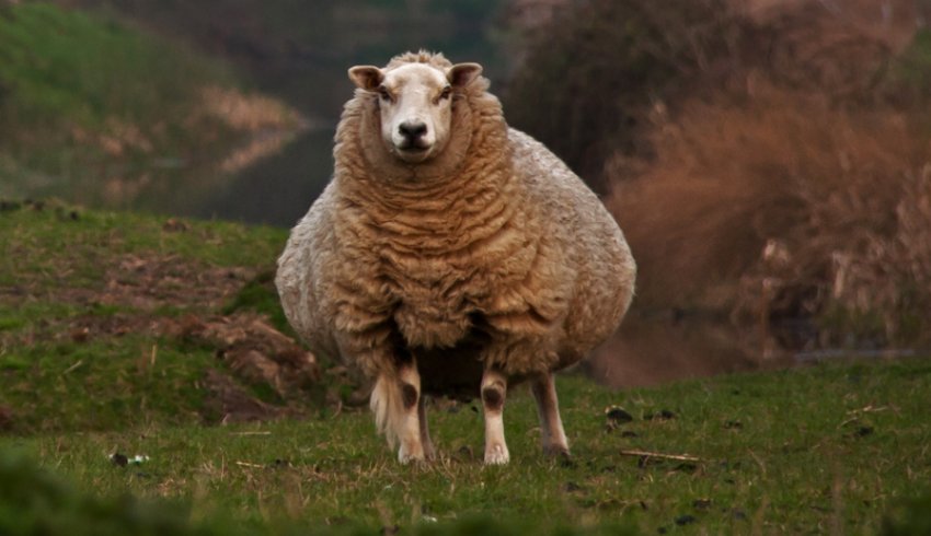 Беременная овца