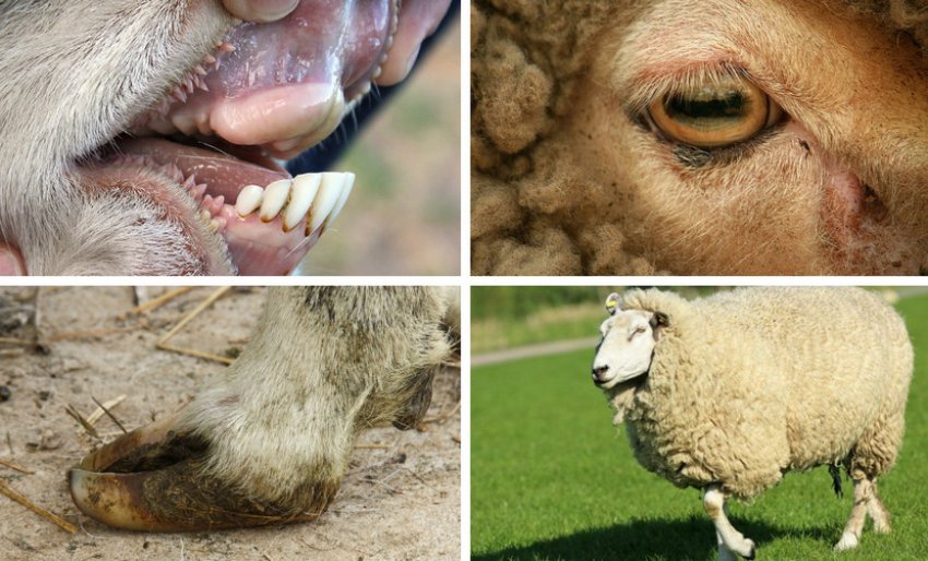 Критерии выбора здоровой овцы
