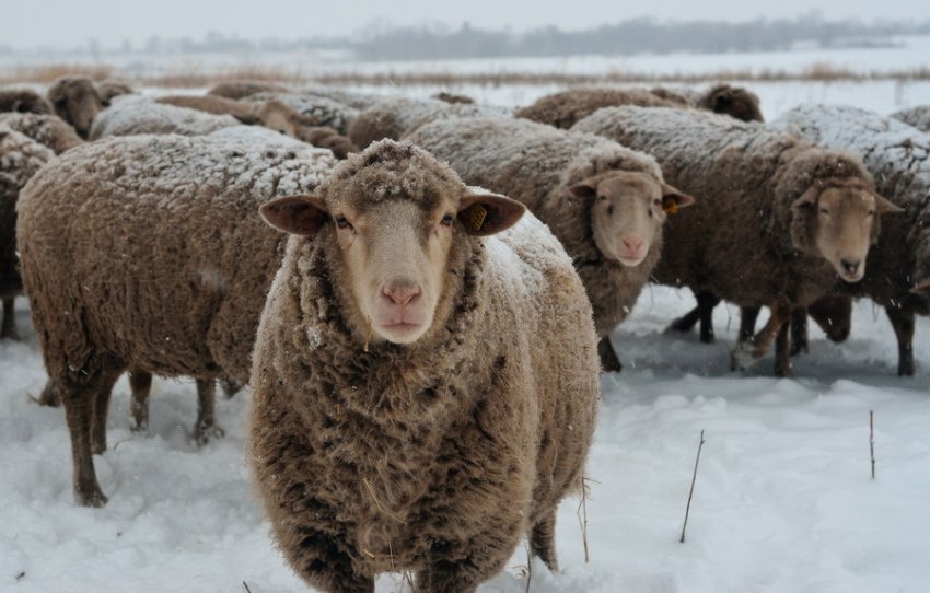 Куйбышевские овцы