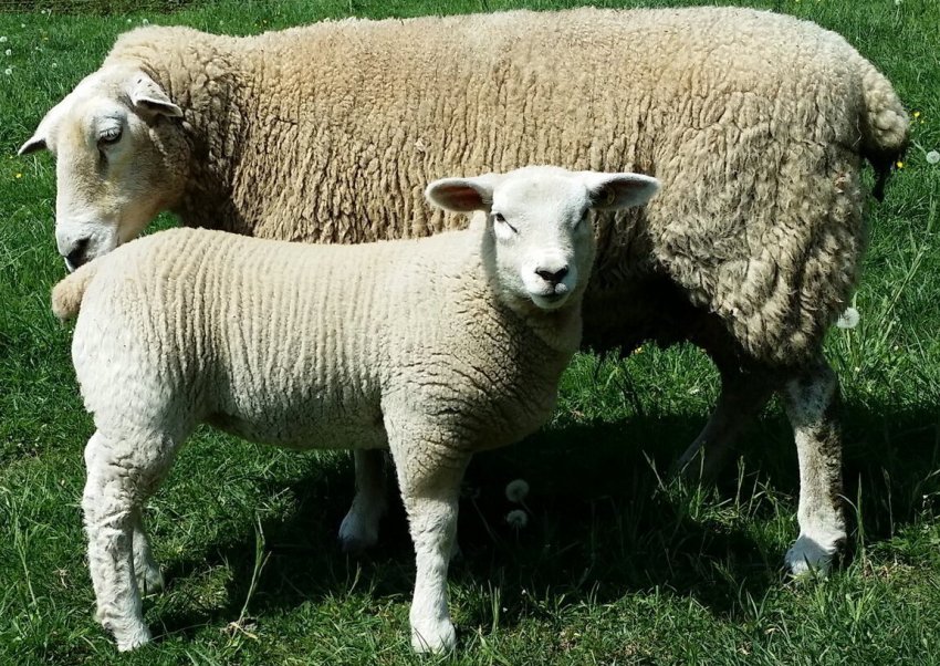 Вандейская порода овец