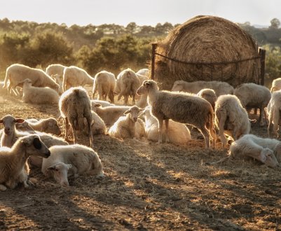 Овцеводство в странах мира