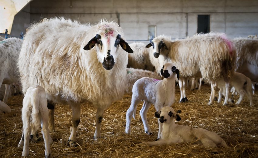 Цигайская молочная порода овец