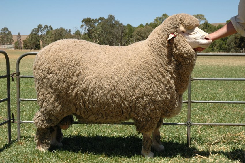 Овца шёрстной породы Мериноса