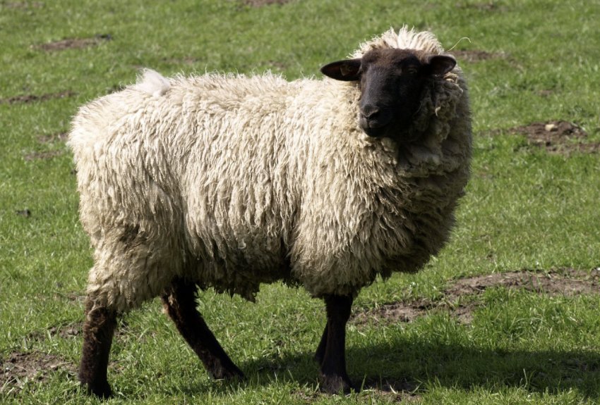 Овца горьковской породы
