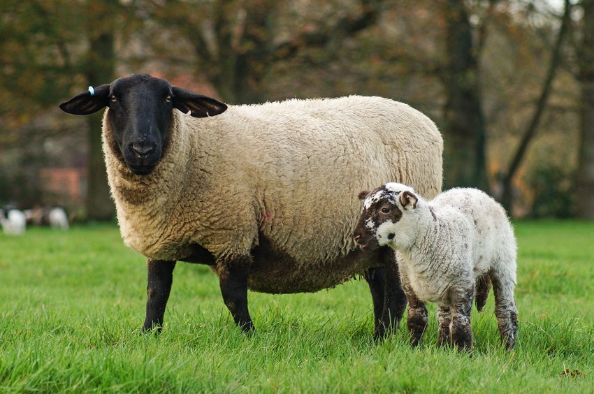 Порода овец суффолк