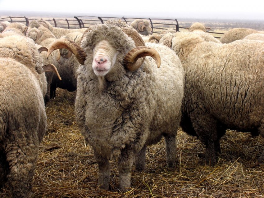 Асканийские овцы