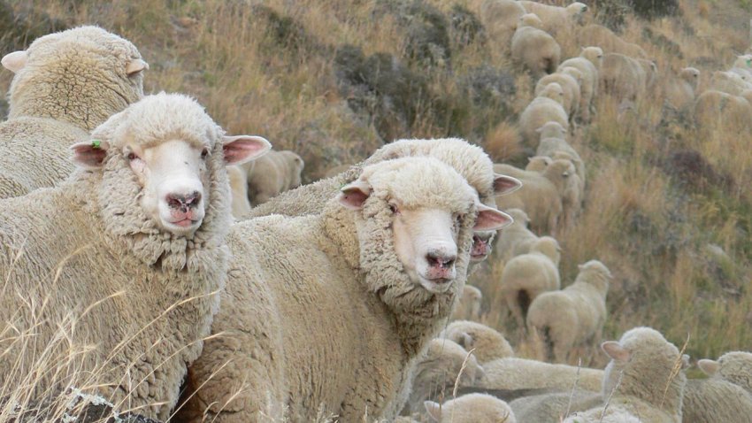 Порода овец южно-кавказский меринос