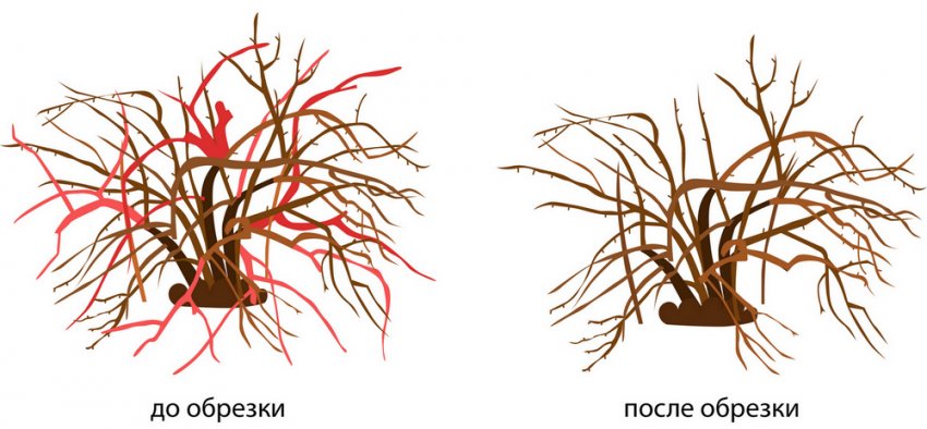 Обрезка ягодного кустарника