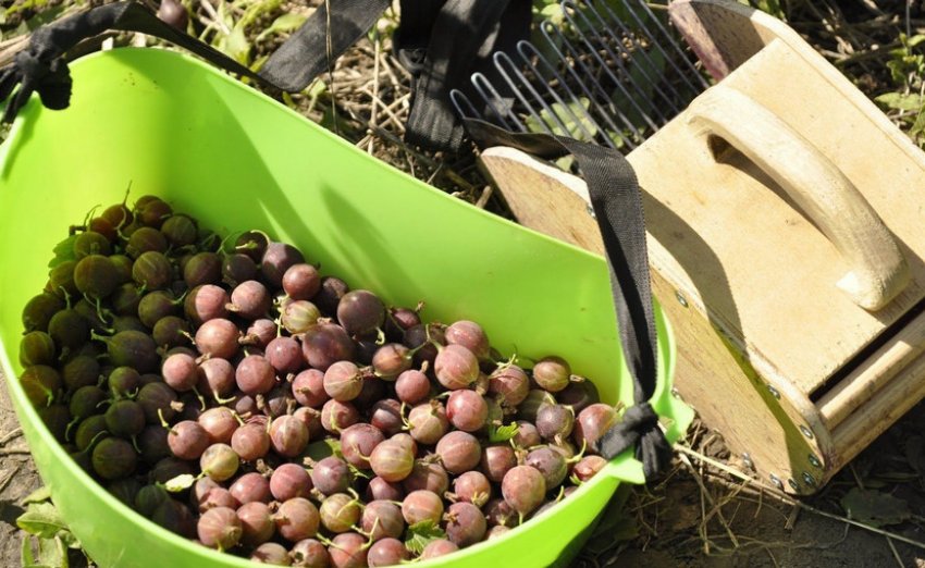 Сбор крыжовника гребёнкой Сбор крыжовника гребёнкой