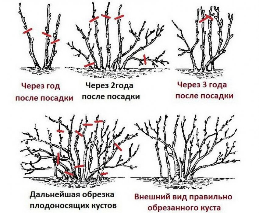 Схема обрезки смородины по годам