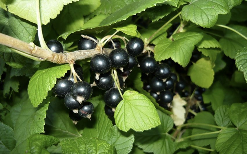 Созревшая смородина сорта Черный жемчуг