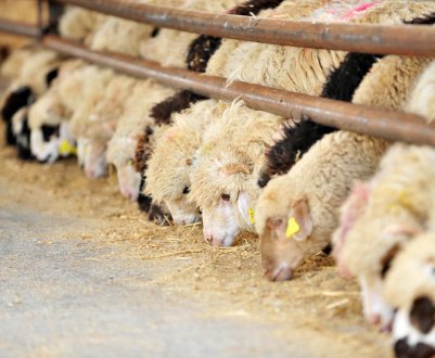 Как правильно кормить овец: зимой, племенных баранов, после окота, молодняк, нормы кормов