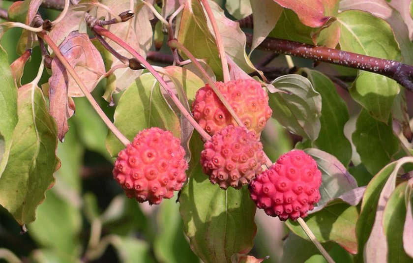 Кизил Японский