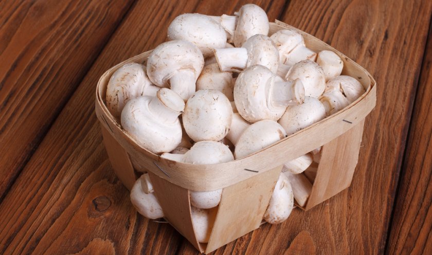 Грибы шампиньоны для приготовления Грибы шампиньоны для приготовления